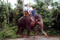 Elephant Trekking in Phuket