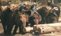 Elephants at Work in Chiang Mai