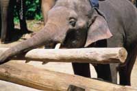 One Hour Elephant Ride at Krabi