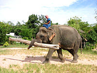 Pattaya Elephant Village