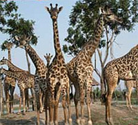 Safari World - Bangkok