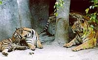 Tiger Zoo Park at Pattaya