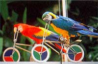Jurong Bird Park in Singapore Private Tour