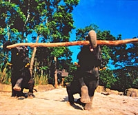 Morning at the Singapore Zoo Private Tour
