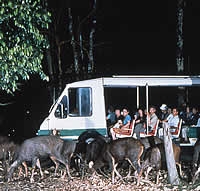 Singapore Night Safari