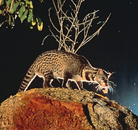 Singapore Night Safari Private Tour