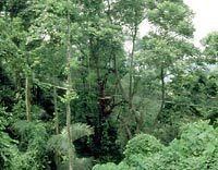 A Glimpse of the Rainforest in Kuala Lumpur