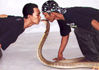 Malay Village and Snake Sanctuary on Langkawi Island