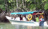 Mangrove Forest and Eagle Watching on Langkawi Island