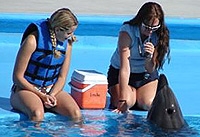 Be a Dolphin Trainer for a Day in Cabo San Lucas