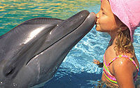 Cabo Dolphin Encounters