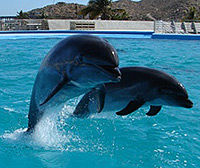 Swim with the Dolphins in Cabo San Lucas