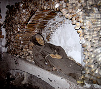 Crypts and Catacombs Tour - The Underside of Rome