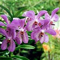 Natural Wonders of Barbados
