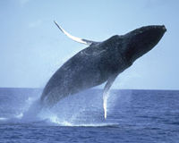 Maui Whale Watch Cruise