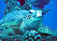 West Maui Snorkeling and Turtle Watch Cruise
