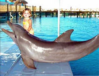 Combination Dolphin, Shark and Stingray Encounter