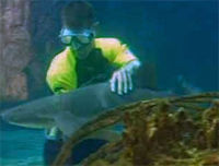 Shark and Stingray Encounter at Ocean World