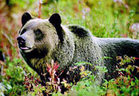 Discover Grizzly Bears from Banff