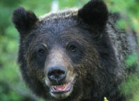Discover Grizzly Bears from Banff