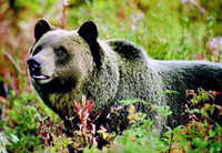 Discover Grizzly Bears