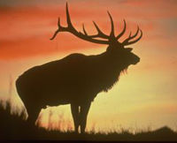 Evening Wildlife Safari