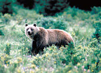 Evening Wildlife Safari