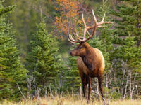 Morning Wildlife Safari