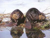Birding and Beaver Nature Walk