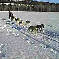 Jasper Dog Sledding Tour