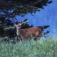 Maligne Valley/Watchable Wildlife Tour