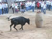 Catalan Festivals and Culture: Bull Barrel Run Festival