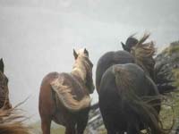 Catalan Festivals and Culture: Mountain Wild Horse Festival