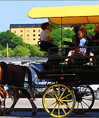Horse and Carriage in the Old Town