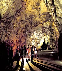 Auckland, Waitomo Caves and Rotorua (One Way Tour)