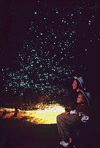The Waitomo Glowworm Caves and Rotorua Day Experience