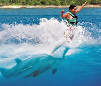 Cancun Dolphin Royal Swim
