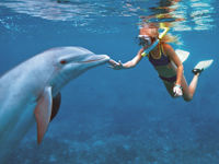 Cancun Dolphin Swim Adventure