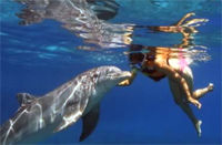 Hawaii Dolphin Swim Adventure