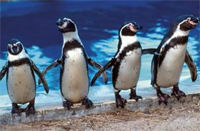 Hawaii Sea Life Discovery Interactive Program