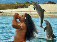 Hawaiian Sea Life Luau