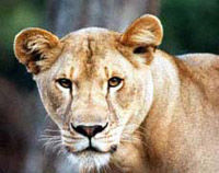 Big Cat Rescue Day Tour