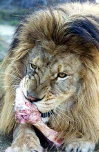 Feed the Big Cats