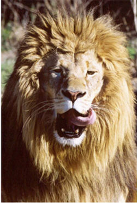 Feed the Big Cats