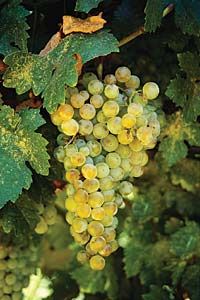 Wine Country Explorer Pass