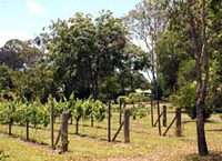 Hinterland Highlights Wine Tour
