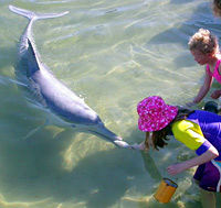Sunshine Coast Dolphin Experience Tour