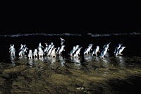 Penguin Sky Box