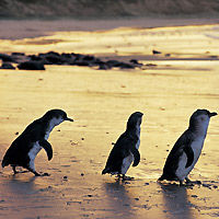 Phillip Island 3 Parks Pass - Penguin Parade and more!