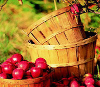 Fall Foliage Spectacular